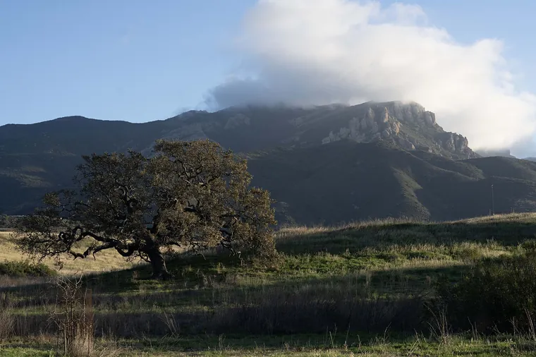 Valley oak in a green meadow below a rocky mountain capped with cloud