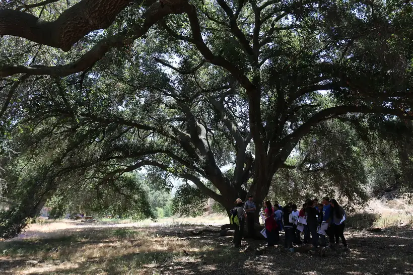 Students gathered in the shade of a broad coast live oak